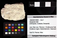 Foto (Objket + Etiketten) von Decapoda indet. 